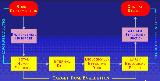 diagram of a continuum, going from environmental contamination, to people being exposed, to some biological effect, to clinical disease