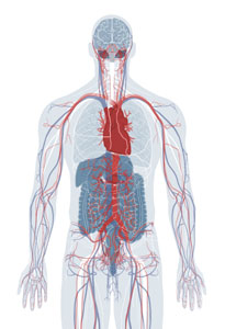 Cardiovascular System