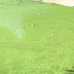 Harmful algal bloom in a lake