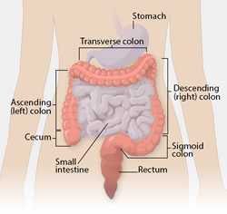 Diagram of the Colon and Rectum Diagram of the Colon and Rectum