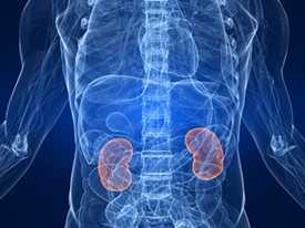 	xray image of upper body with kidneys highlighted