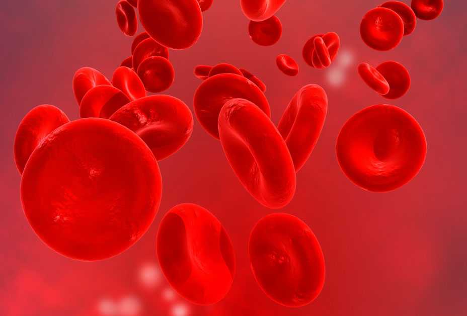 Red Blood Cells