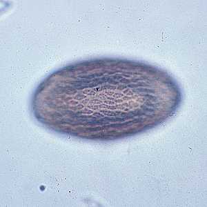 Figure C