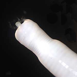 Figure C