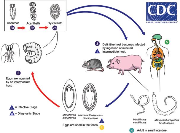 Lifecycle image