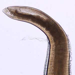 Figure F