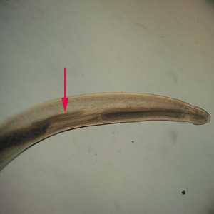 Figure C