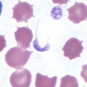 Figure C