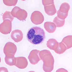 Figure C
