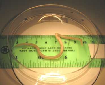 Figure B