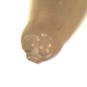 Figure C