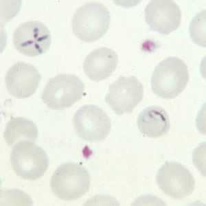 Figure C