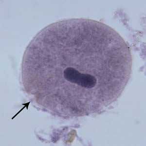 Figure D