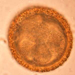 Figure C