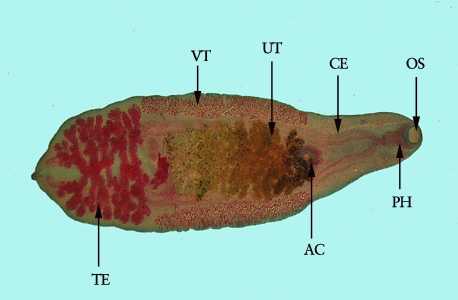 Figure B