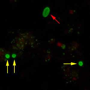 Figure C