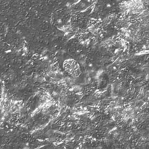 Figure C
