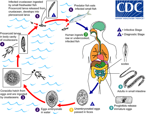 Life Cycle