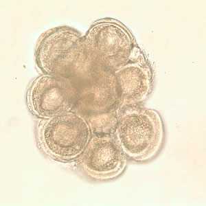 Figure C