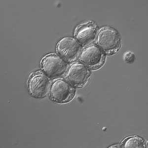 Figure C