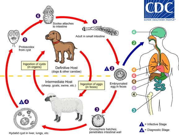 lifecycle