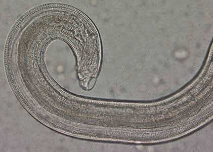 Figure C