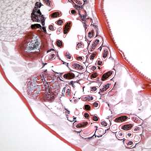 Figure D