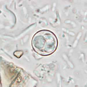 Case233_B