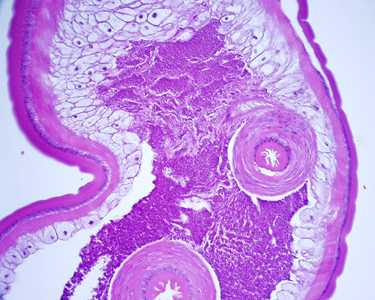 Case248_C
