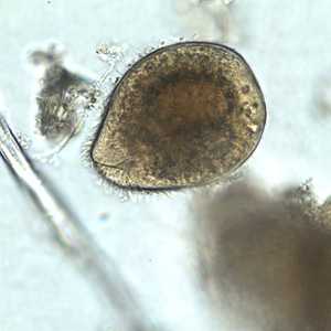 Case251_A