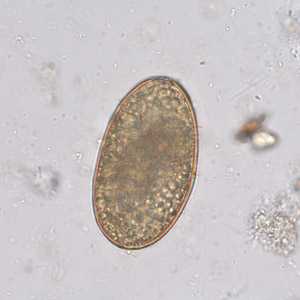 Case253_B
