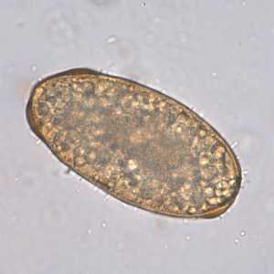 Case253_D