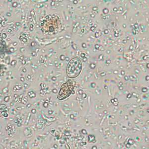 Case256_A