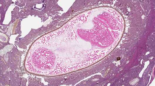 Case267_A