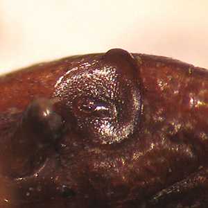 Case268_C