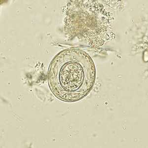Case270_B