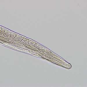 Case273_C