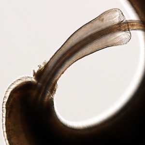 Case273_D