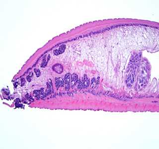 Case288_C