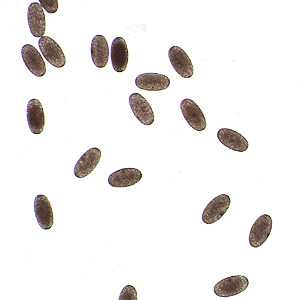 Case297_A