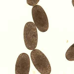 Case297_B