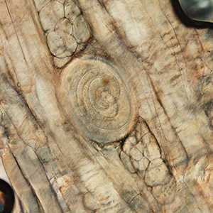 Case Image
