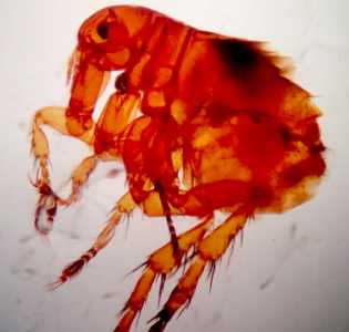 Case Image