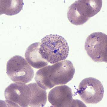 Case Image