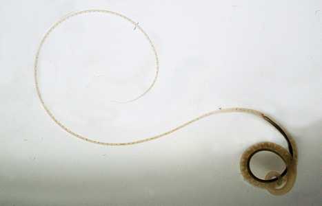Case Image