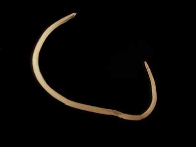 Case Image
