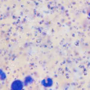 Case Image