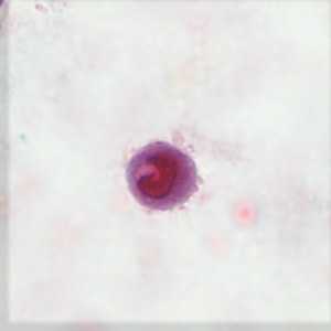 Case Image