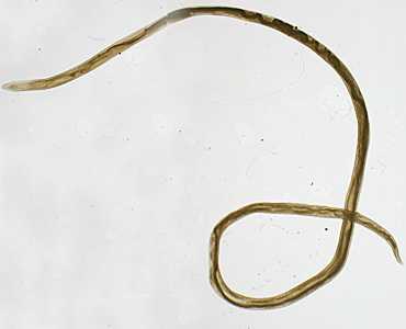 Case Image