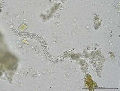 Case Images